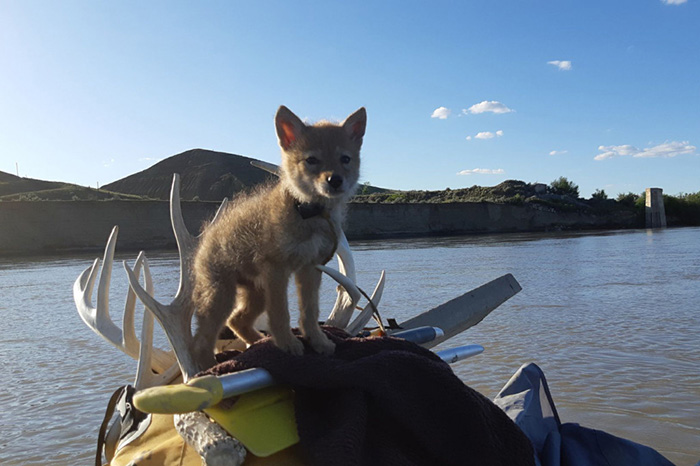 man rafting saves coyote pup