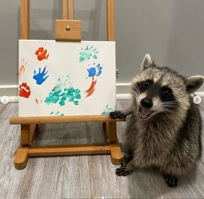 Look What I Made!': Meet Piper The Finger Painting Raccoon