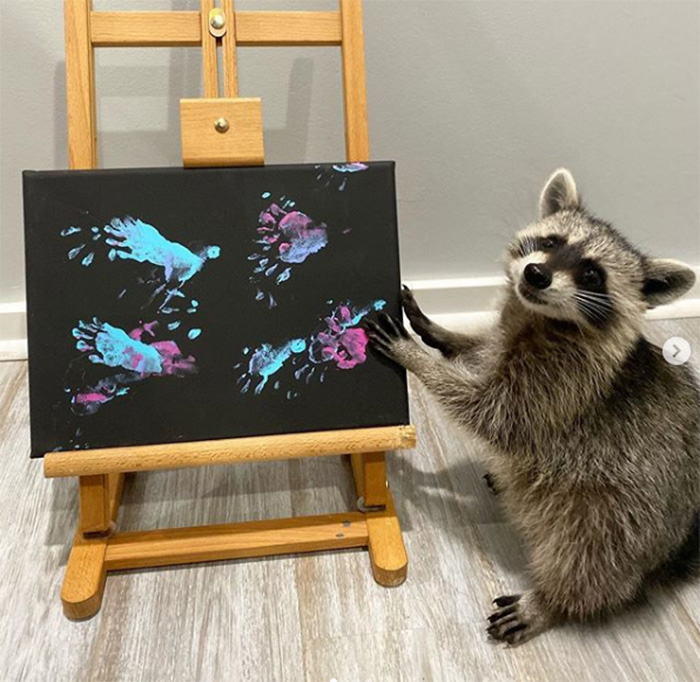 raccoon paints