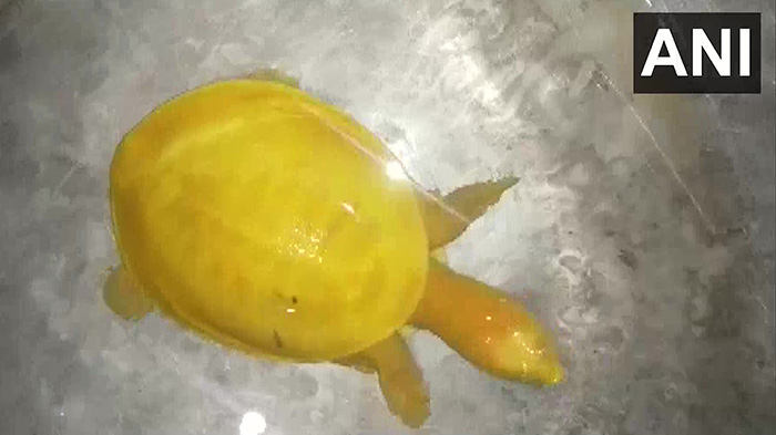 yellow turtle