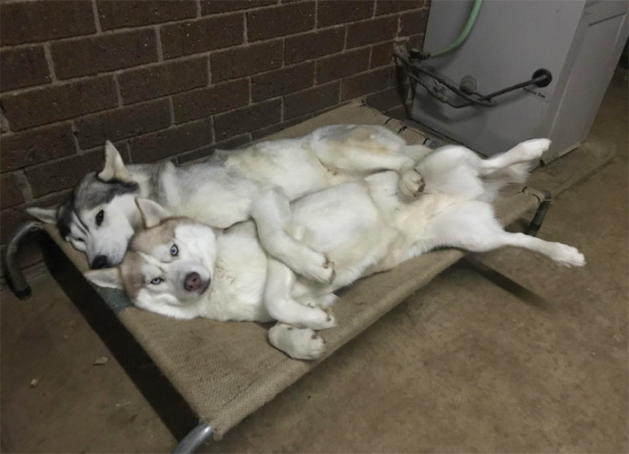 dogs spooning