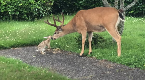 A Rabbit And Deer Were Captured On Film Hanging Out And Sharing Kisses