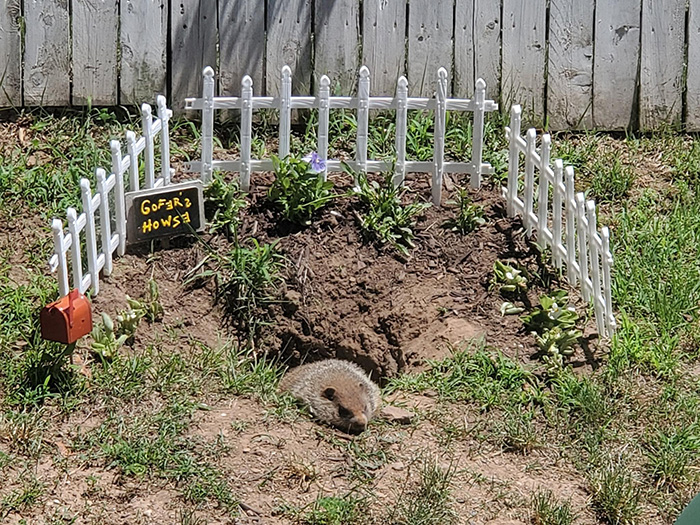 gopher home in yard