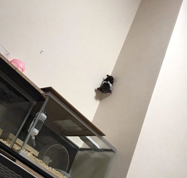 hamster makes epic escape up wall