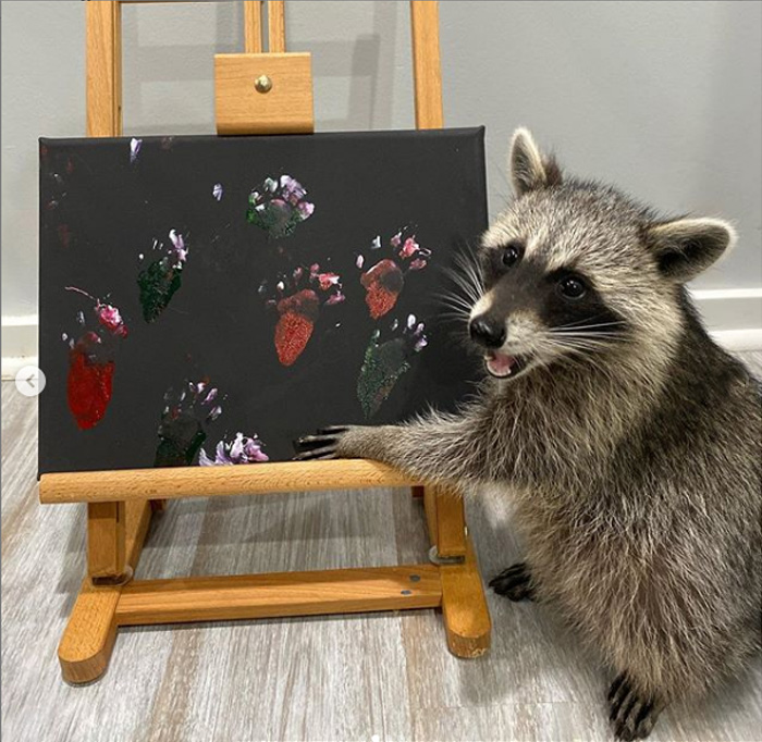 raccoon paints