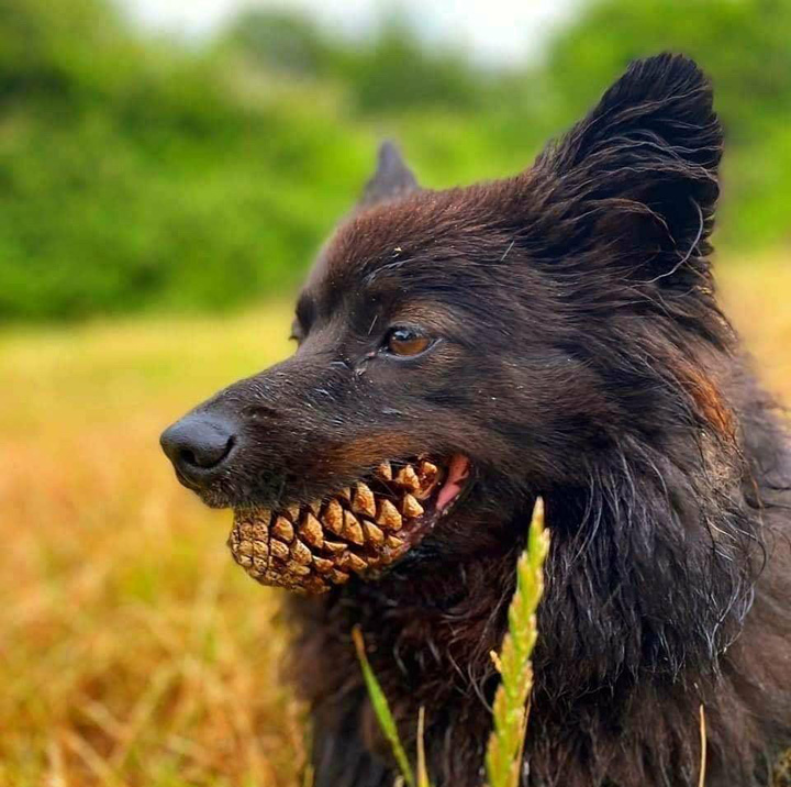 dog pine cone in mouth scary teeth
