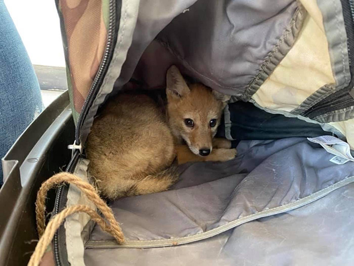 man rafting saves coyote pup