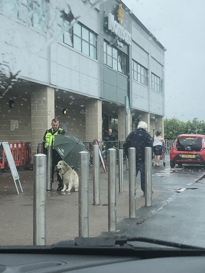 security guard uses umbrella for dog in rain