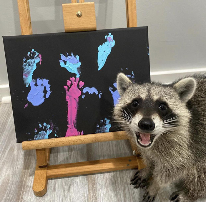 raccoon paints