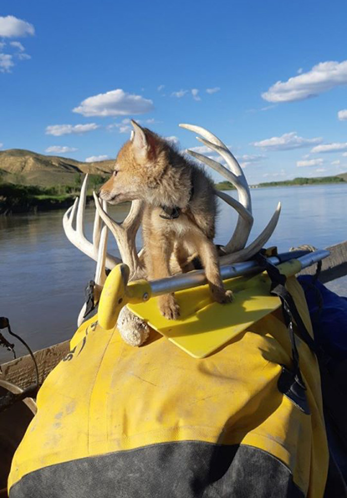 man rafting saves coyote pup