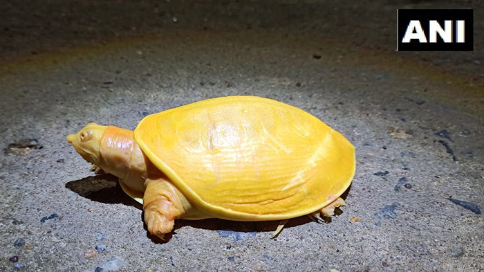 yellow turtle