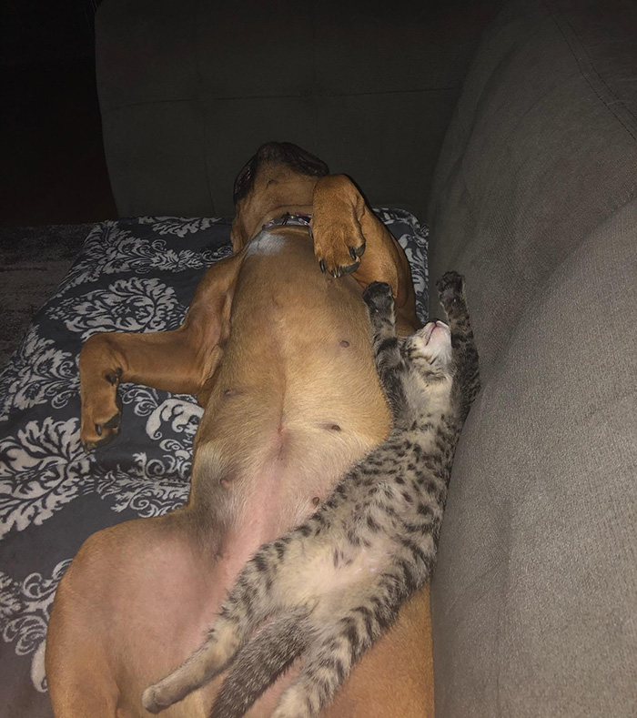 mm47v-dog-and-cat-sleeping-together.jpg