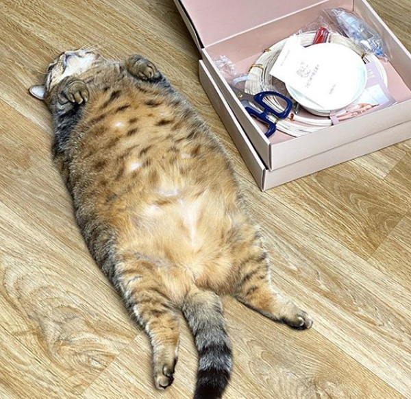 Meet Manggo - A Chonky Cat With The Chosen Belly