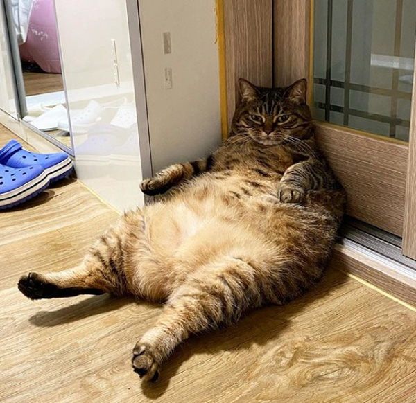 Meet Manggo - A Chonky Cat With The Chosen Belly