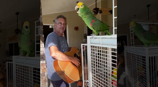 man takes in rescue birds man takes in rescue birds