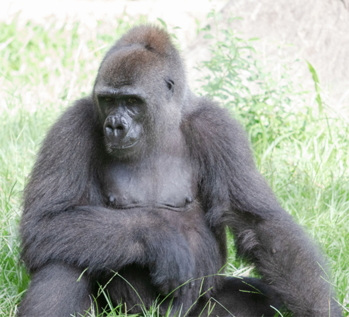 pregnant gorilla new orleans zoo