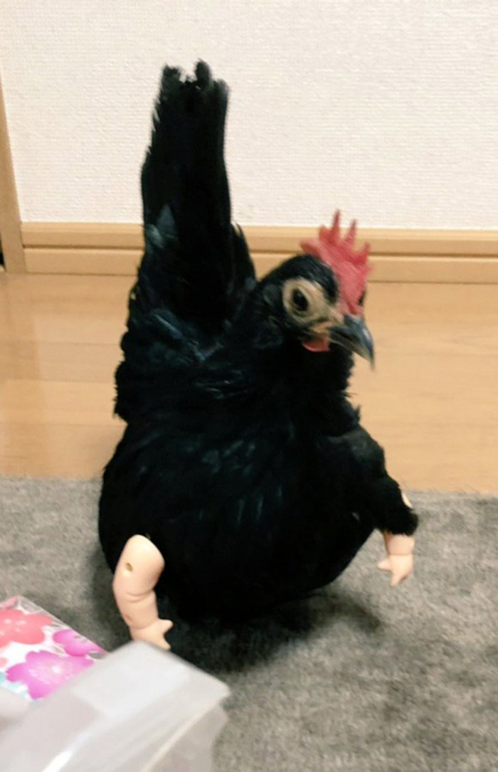 chicken arms