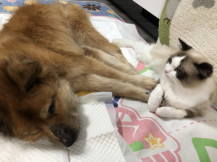 cat holds sick dog paw
