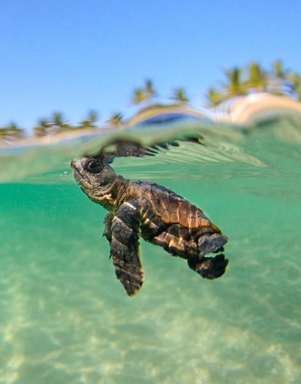cute turtle in water