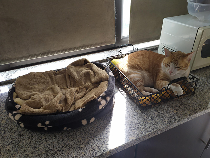cat bed or fruit basket