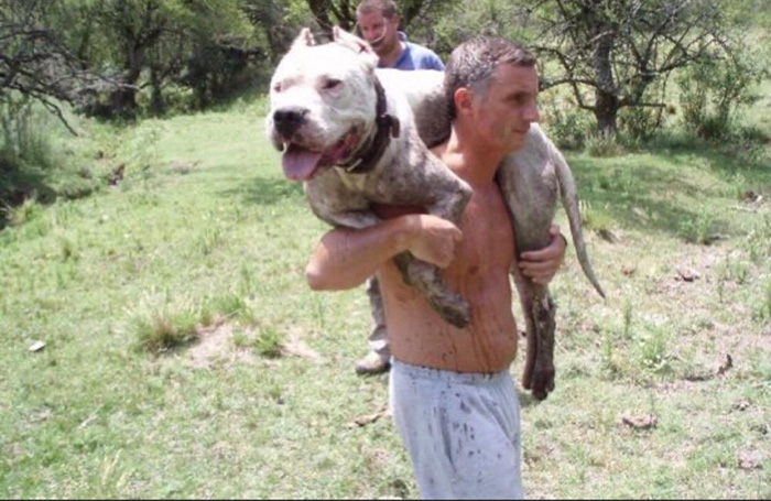 dogo argentino vs puma