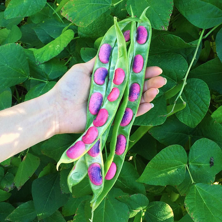 Scarlet Runner Bean Plants Contain The Most Beautiful Beans
