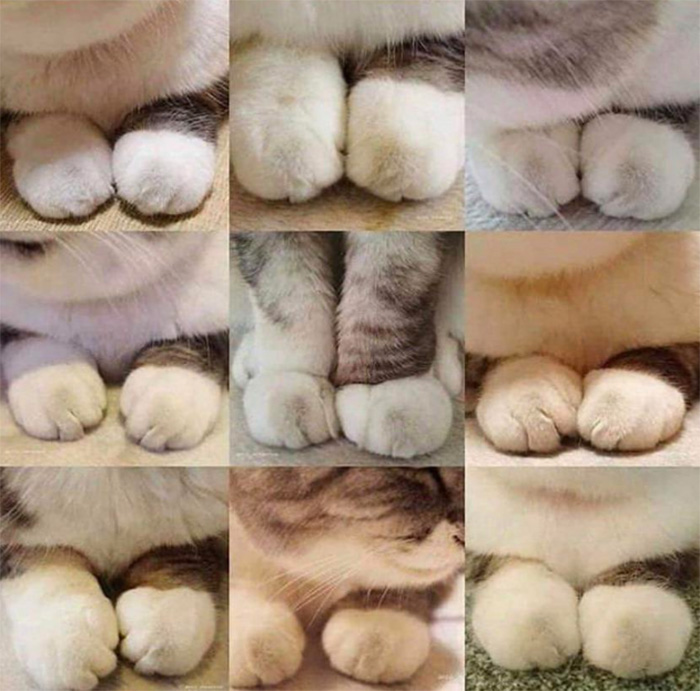 collection of soft paws