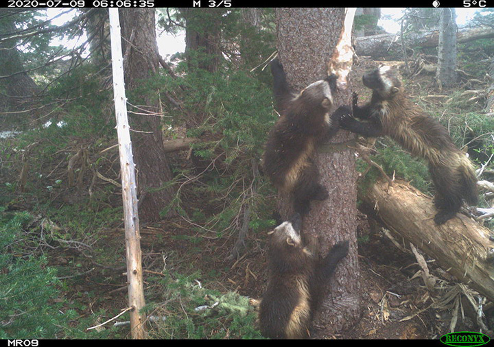 wolverines return 100 years later