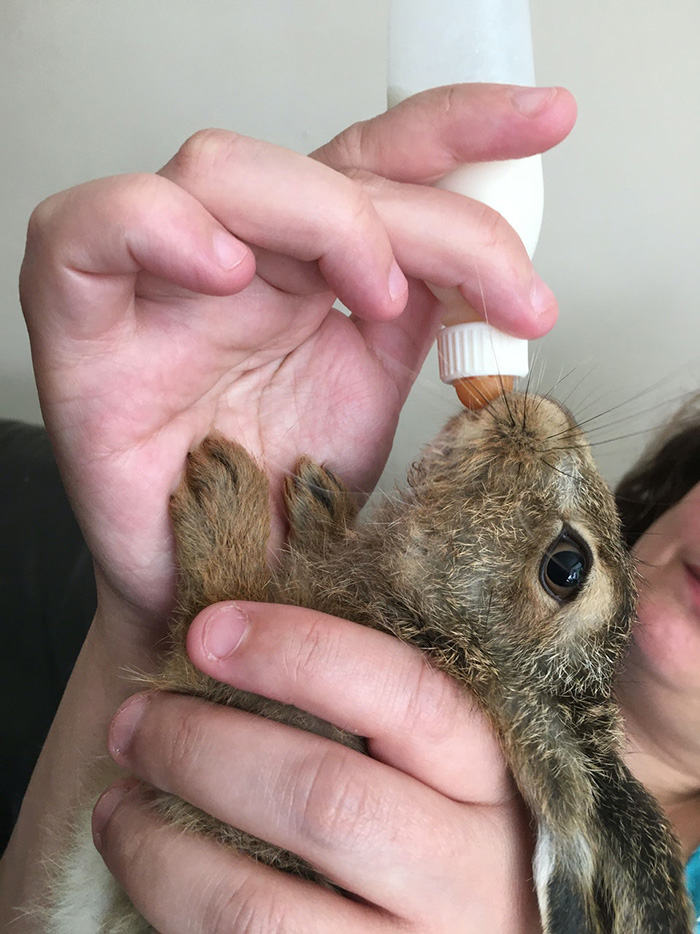 family rescues baby hare