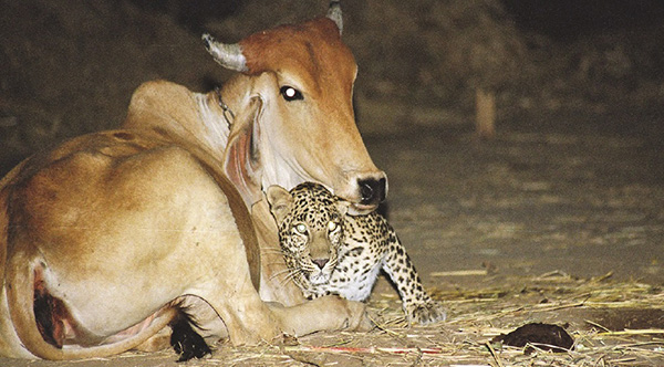 The Real Story Behind These Leopard And Cow Photos That Still Makes Little  Sense