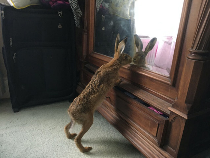 family rescues hare