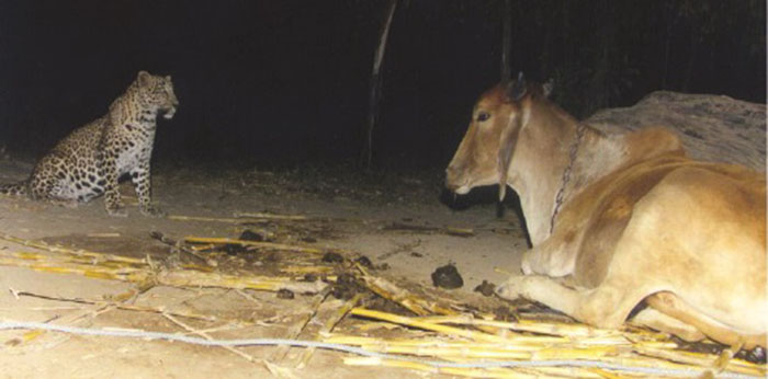 cheetah and cow