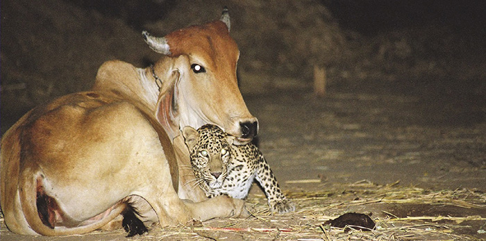 leopard and cow