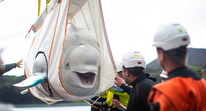 d4ujk-beluga-whales-set-free-1.jpg