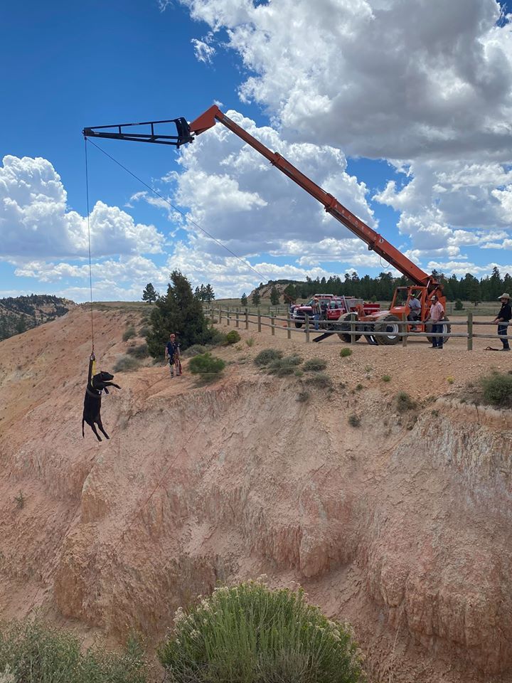 calf rescue