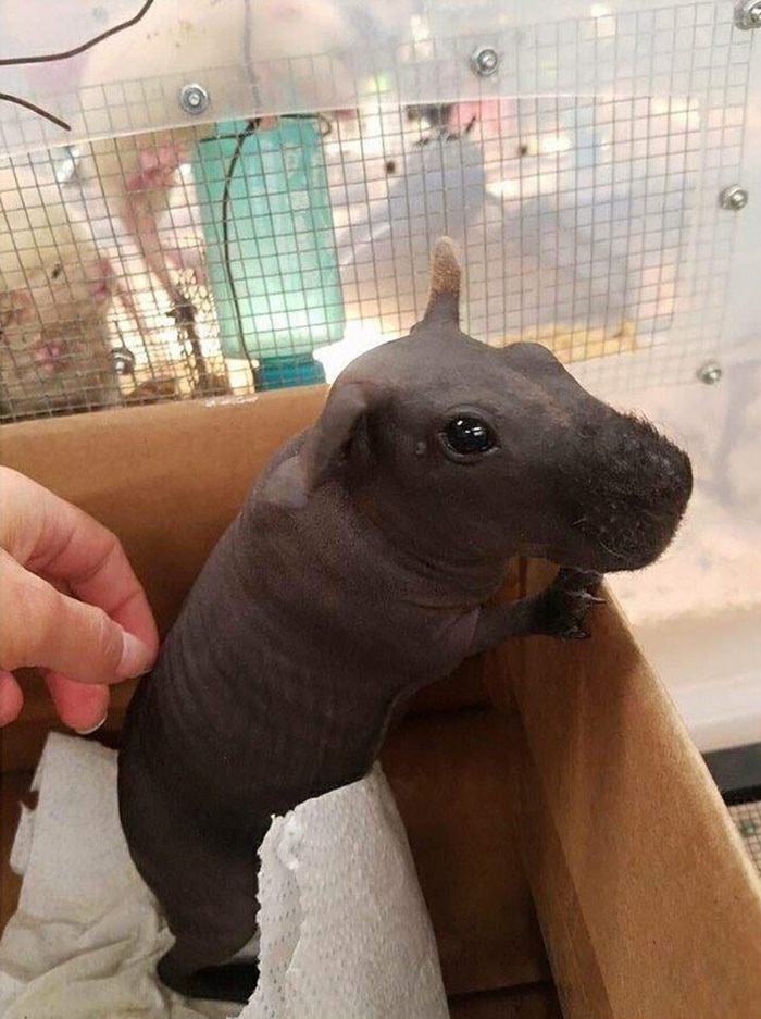 guinea pig baby hippo