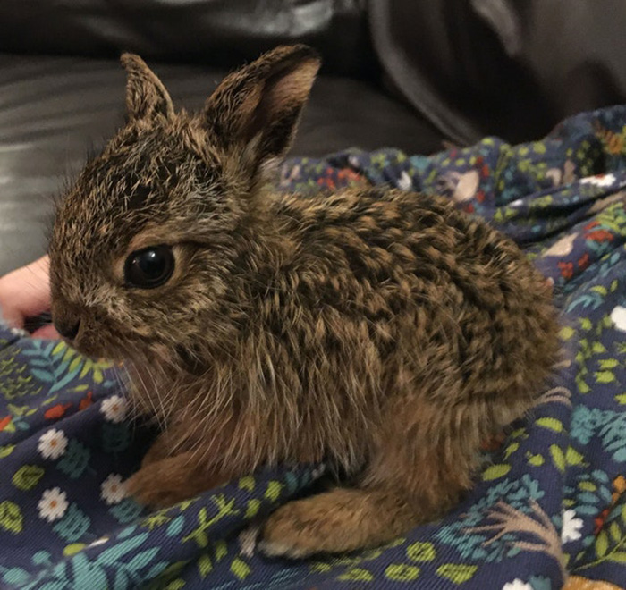 family rescues baby hare