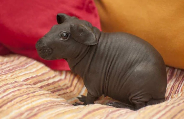 guinea pig baby hippo