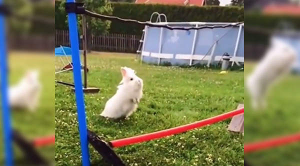 bevy bunny jump