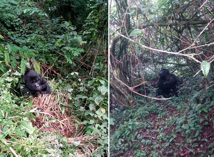 gorilla baby boom uganda