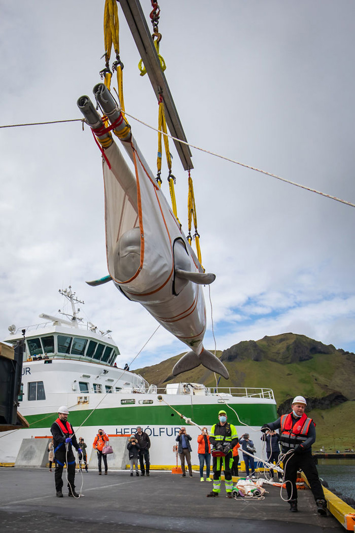 beluga whales rescued