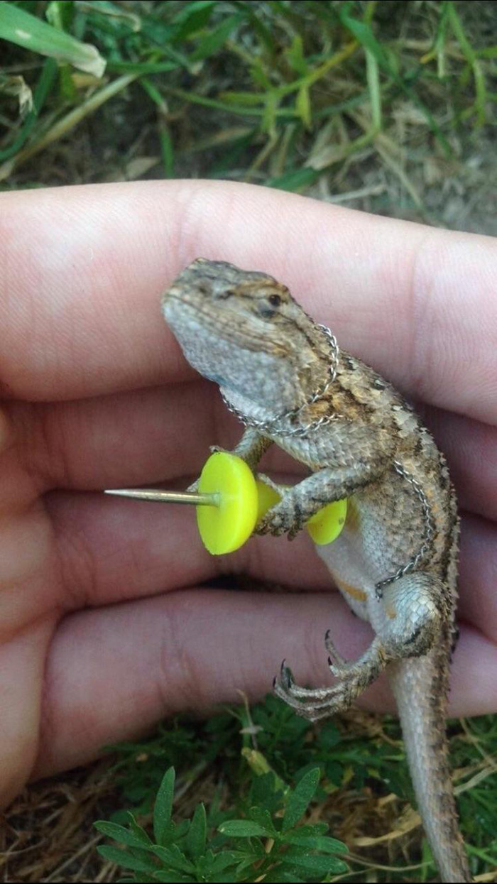 lizards holding things