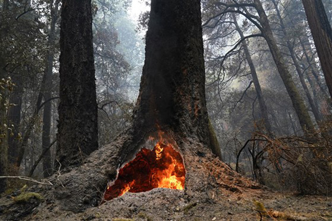 redwood trees survive wildfire