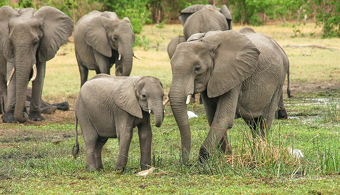 elephant population doubles in Kenya