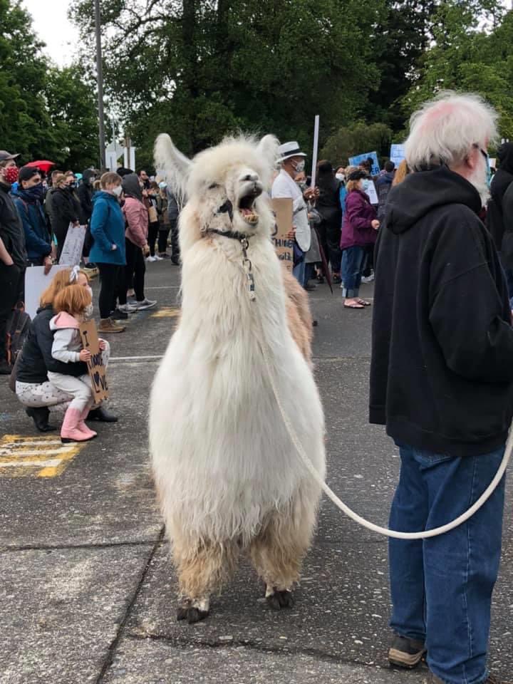 luis llama and his lion drama