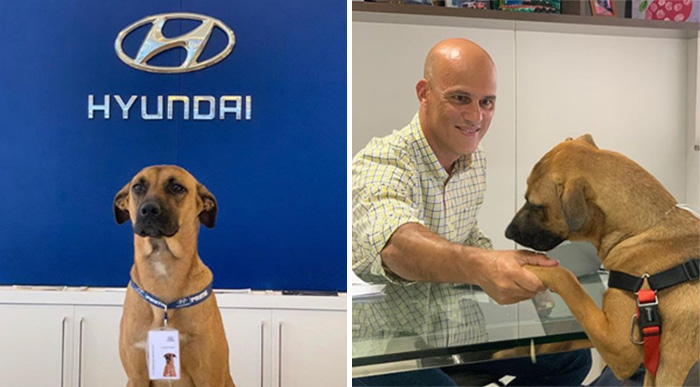 stray dog job at car dealership