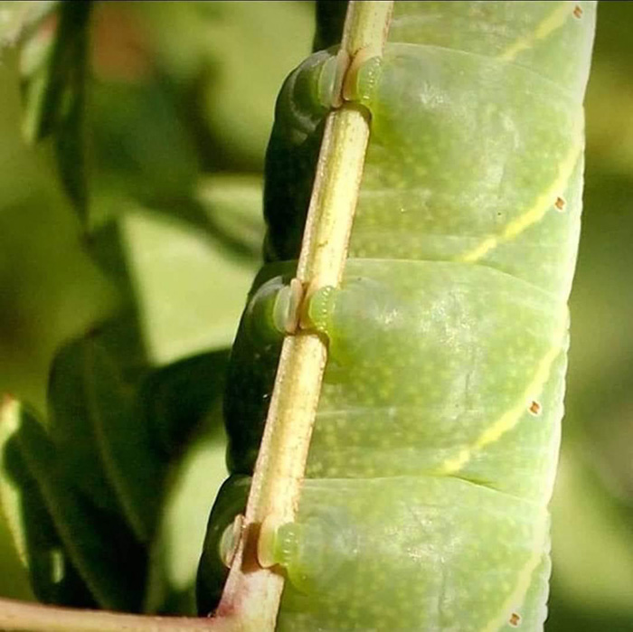 caterpillar feet