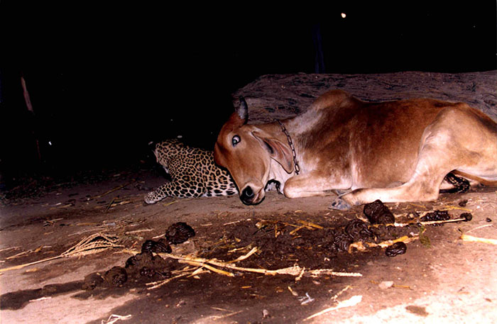 leopard and cow