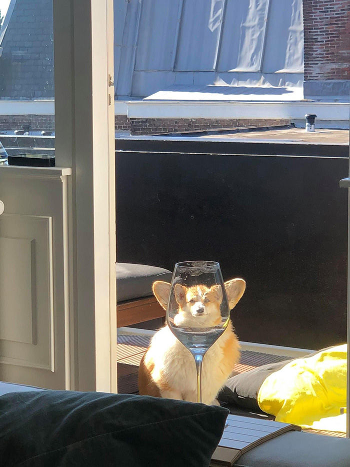dog face in wine glass