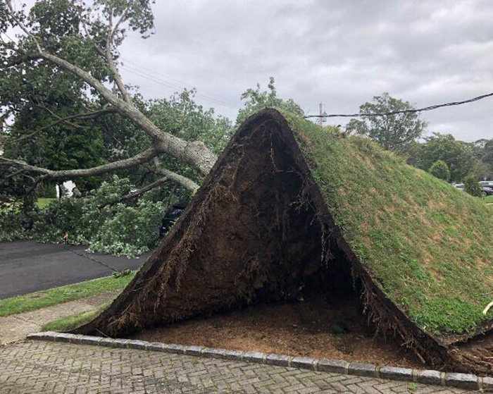 NY winds caused yard to pull up